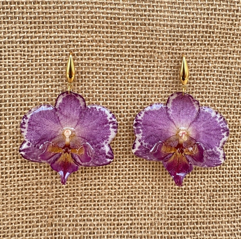 Boucles Phalaenopsis Bicolores