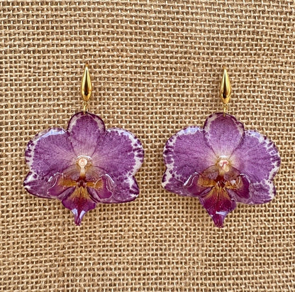 Boucles Phalaenopsis Bicolores