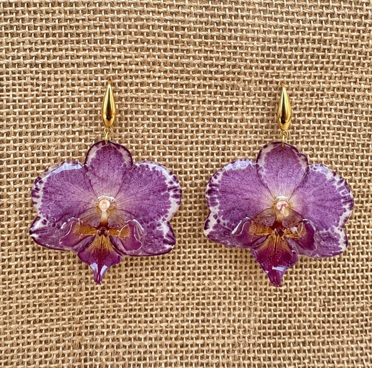 Boucles Phalaenopsis Bicolores