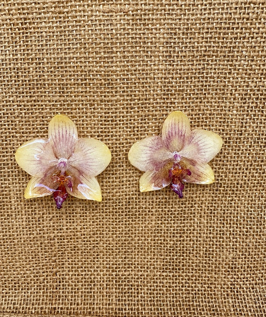Boucles Phalaenopsis