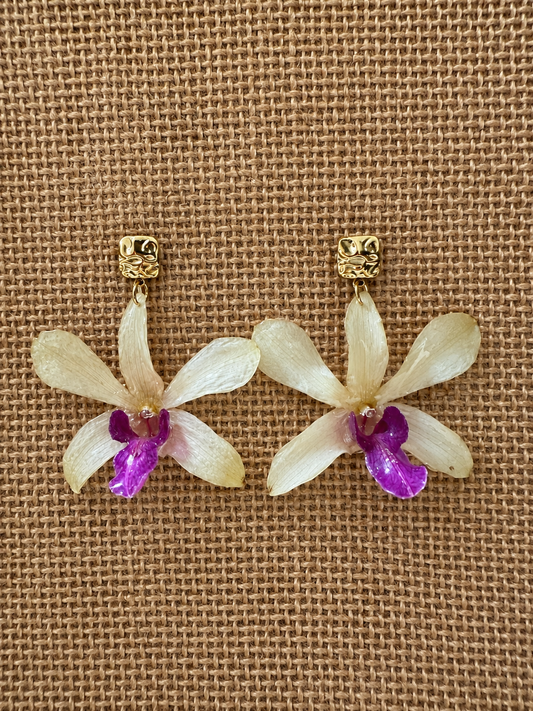 Boucles Dendrobium Bicolores