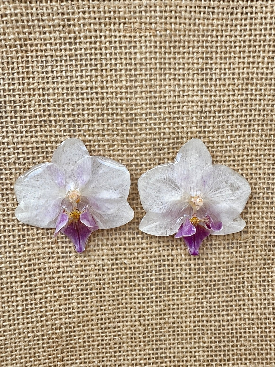 Boucles Phalaenopsis Bicolores