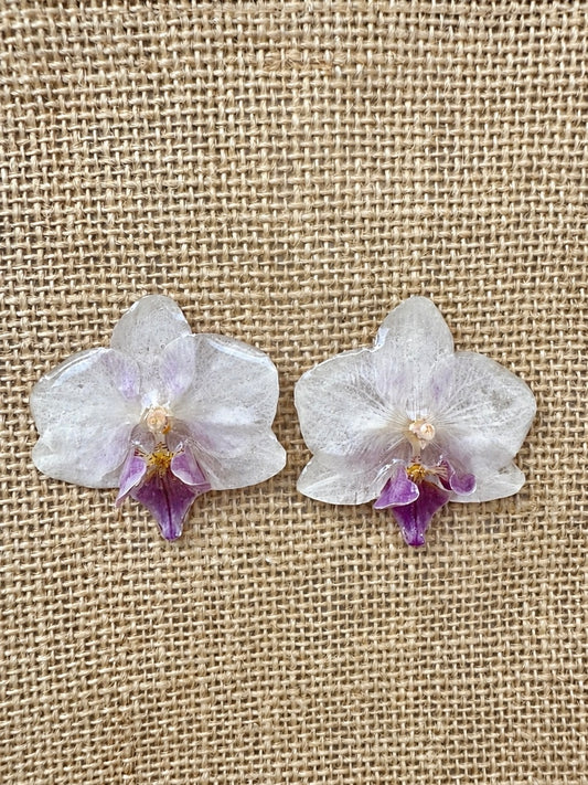 Boucles Phalaenopsis Bicolores